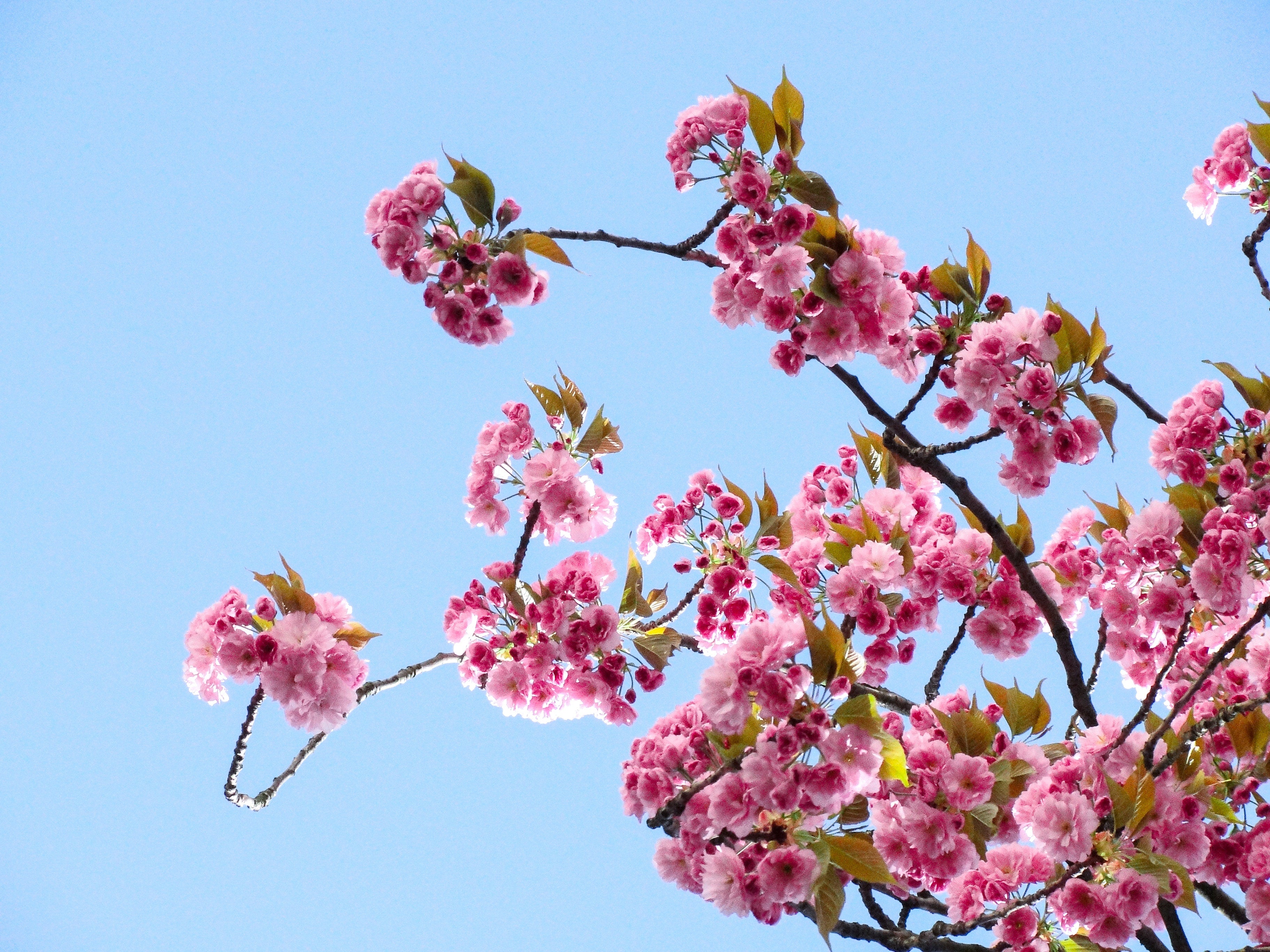 Embrace Renewal: Transformative Tips for a Fresh Start this Spring